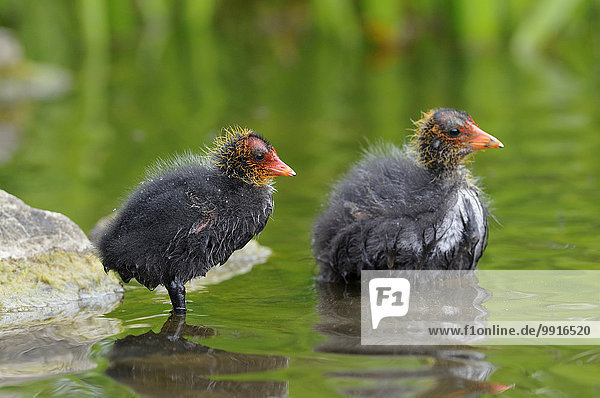 Blässhühner (Fulica atra)  zwei Küken im flachen Wasser  Nordrhein-Westfalen  Deutschland  Europa