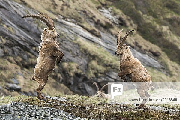 Alpensteinböcke (Capra Ibex) bei Kämpfen um die Rangordnung  Nationalpark Hohe Tauern  Kärnten  Österreich  Europa
