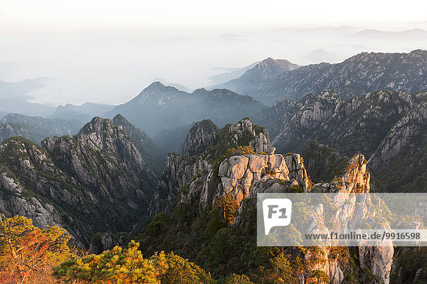 Morning atmosphere  fog  bizarre towering rocks and mountains covered with scattered trees  Huangshan Pines (Pinus hwangshanensis)  Huang Shan  Mount Huangshan  Anhui Province  People's Republic of China
