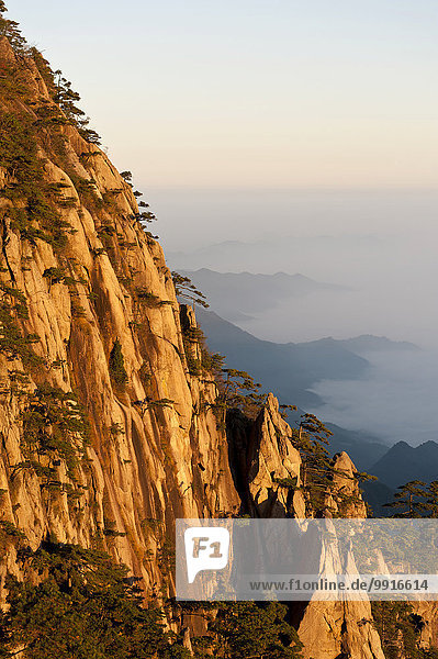 Morgenstimmung  Nebel  bizarr aufragende Felsen und Berge mit einzelnen Bäumen bewachsen  Huangshan-Kiefern (Pinus hwangshanensis)  Huang Shan  Mount Huangshan  Provinz Anhui  Volksrepublik China