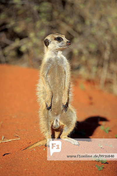 Erdmännchen (Suricata suricatta)  adult  am Bau  wärmt sich auf in der Morgensonne  Tswalu Game Reserve  Kalahari  Nordkap  Südafrika