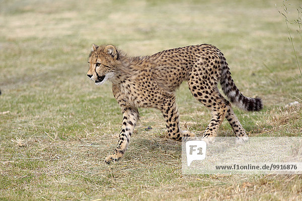 Gepard (Acinonyx jubatus) sudadult laufend Westkap Südafrika