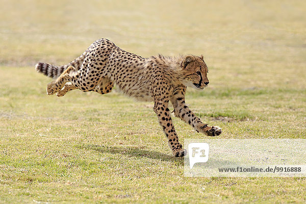 Gepard (Acinonyx jubatus) sudadult rennend Westkap Südafrika