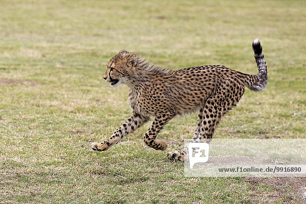 Gepard (Acinonyx jubatus) sudadult rennend Westkap Südafrika