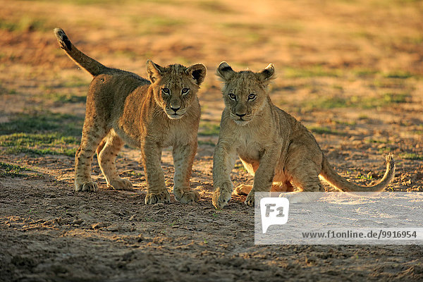 Löwen (Panthera leo) zwei Jungtiere vier Monate Geschwister spielend Tswalu Game Reserve Kalahari Nordkap Südafrika
