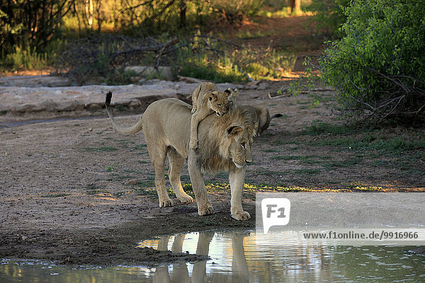 Löwen (Panthera leo) Jungtier vier Monate auf dem Rücken vom Bruder fünf Jahre am Wasser Tswalu Game Reserve Kalahari Südafrika