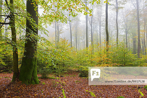 Wald Herbst Buche Buchen Bayern Deutschland Naturpark