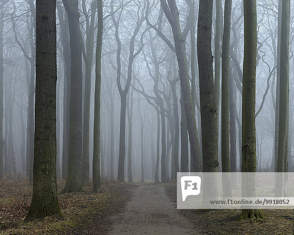 Weg Küste Wald Nebel Buche Buchen Bad Doberan Deutschland