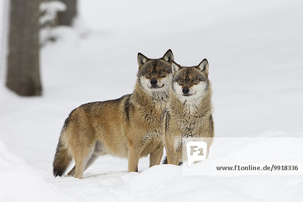 Two Wolves (Canis lupus) in winter  Bavarian Forest National Park  Bavaria  Germany