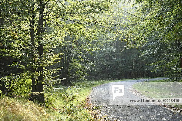 Morgen Fernverkehrsstraße früh Herbst Kies Bayern Deutschland Nationalpark Bayerischer Wald