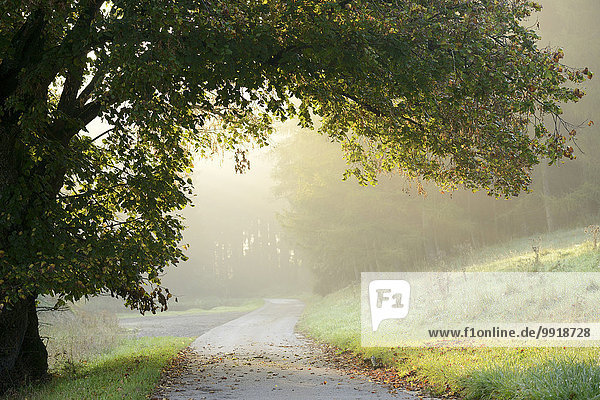 Landschaftlich schön landschaftlich reizvoll Morgen Baum über Weg hängen Nebel Ast Herbst Ansicht Bayern Deutschland Oberpfalz