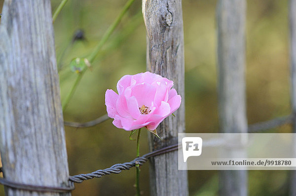 A pink rose growing around a wooden fence  Bavaria  Germany