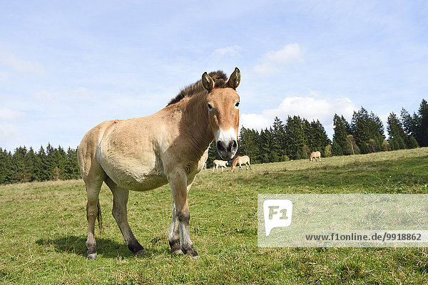 Wildpferd equus ferus Portrait Herbst Wiese Bayern Deutschland Nationalpark Bayerischer Wald