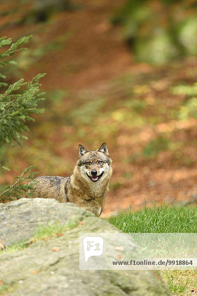 Wolf Canis lupus Portrait Herbst Eurasien Bayern Deutschland Nationalpark Bayerischer Wald