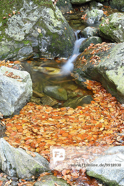 Close-up of rocks and autumn leaves with flowing waters of a river in autumn  Bavarian Forest National Park  Bavaria  Germany