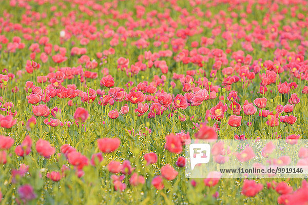 Opium Poppy Field (Papaver somniferum) Summer  Germerode  Hoher Meissner  Werra Meissner District  Hesse  Germany