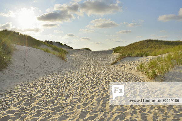 Path through the Dunes to the Beach with Sun  Summer  Norderney  East Frisia Island  North Sea  Lower Saxony  Germany