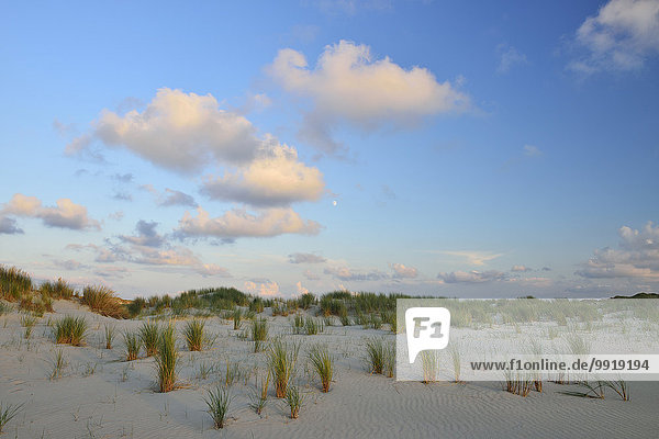 Dunes in Summer at sunset  Norderney  East Frisia Island  North Sea  Lower Saxony  Germany