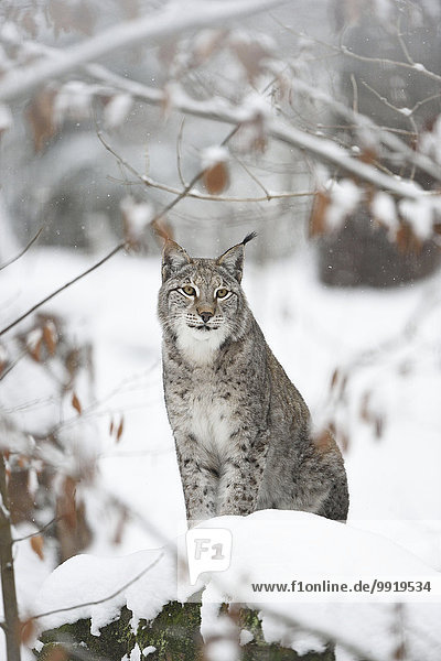 Portrait Winter Eurasien Deutschland Luchs lynx lynx