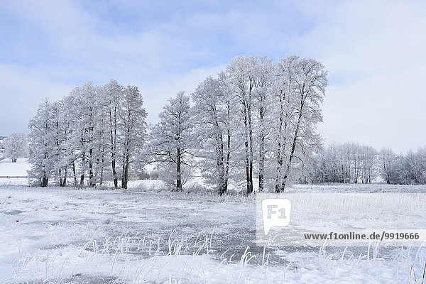 Winter Baum Landschaft Erle Bayern gefroren Deutschland Oberpfalz