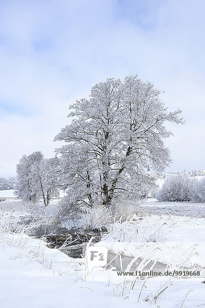 Winter Baum Landschaft Erle Bayern gefroren Deutschland Oberpfalz