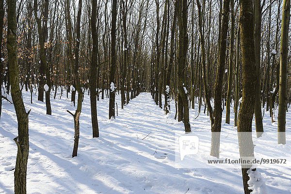 Winter Landschaft Schnee Wald jung Bayern Deutschland Oberpfalz