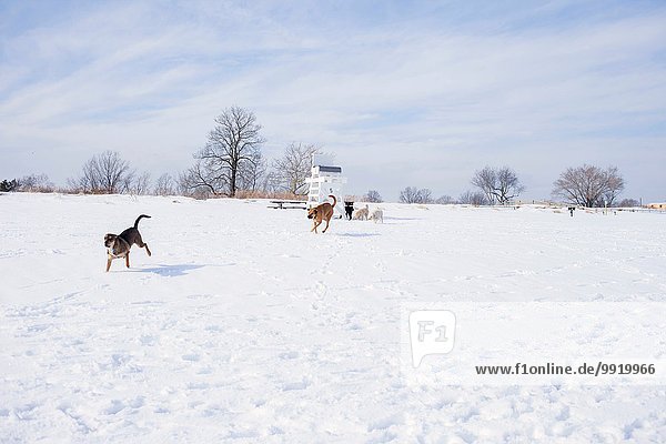 Hunde rennen über verschneites Feld