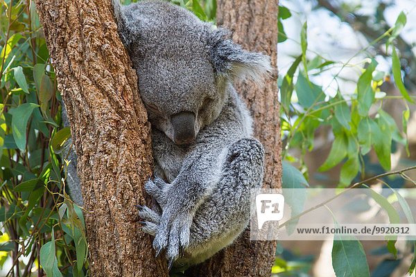 Porträt eines Koalabären  der im Baum schläft  Australien