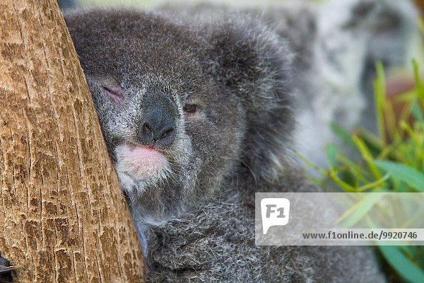 Koala-Bär im Baum  Nahaufnahme