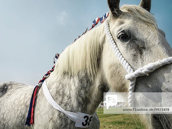 Shire-Pferd auf englischer Landesschau  Nahaufnahme