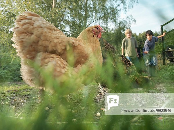 Boys Handfütterung Freilandhühner auf dem Bauernhof