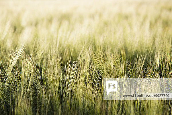 Feld Gerste
