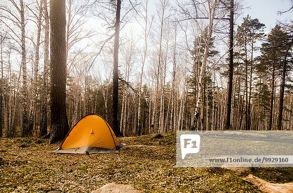 Ländliches Motiv ländliche Motive Wald Campingplatz Zelt