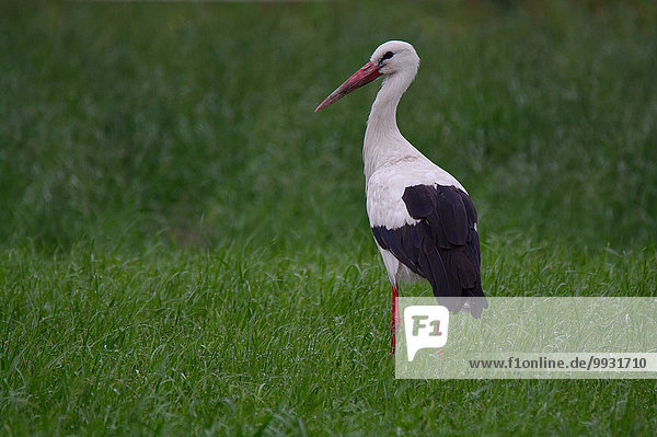 Austria  Burgenland  birds wading birds  storks  white stork  cinconia cinconia  meadow