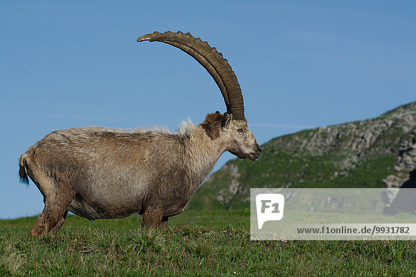 Switzerland  Churfirsten  mammal  alpine  animal  Artiodactyl  ruminat  Capricorn  Capra ibex  beak  goatish  alps