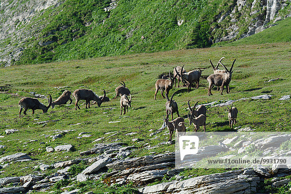 Switzerland  Churfirsten  mammal  alpine  animal  Artiodactyl  ruminat  Capricorn  Capra ibex  beak  goatish  alps