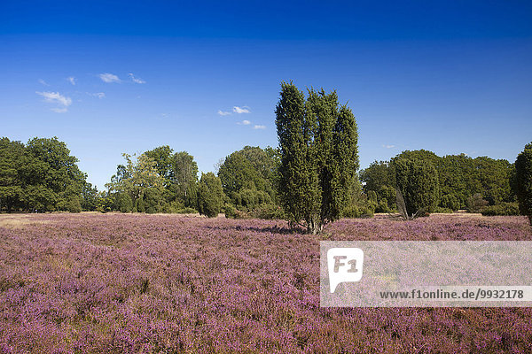 Veilchen viola Naturschutzgebiet Landschaftlich schön landschaftlich reizvoll Europa Botanik Sommer Blüte Tier Deutschland Niedersachsen Moor Jahreszeit