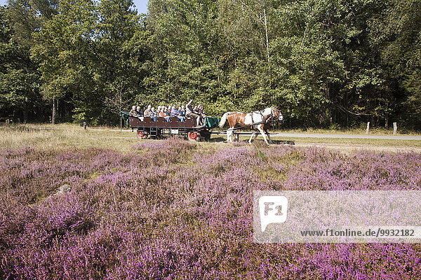 Veilchen viola Naturschutzgebiet Landschaftlich schön landschaftlich reizvoll Europa Botanik Sommer Tagesausflug Blüte Tier Deutschland Niedersachsen Moor Jahreszeit