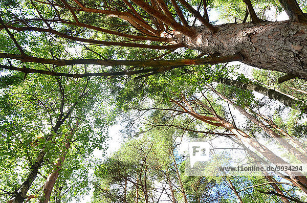 Europa Wald Holz Kiefer Pinus sylvestris Kiefern Föhren Pinie Birke Halland Mischwald Schweden Westküste