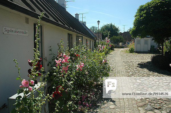 Sweden  Europe  Skane  österlen  skillinge  village  lane  flowers  houses  homes  summer