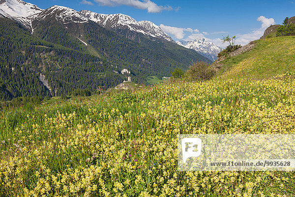 Blumenwiese Europa Wiese Kanton Graubünden Engadin Schweiz Unterengadin