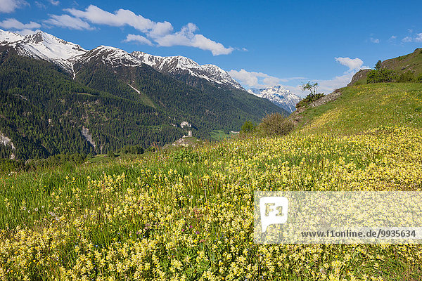 Blumenwiese Europa Wiese Kanton Graubünden Engadin Schweiz Unterengadin