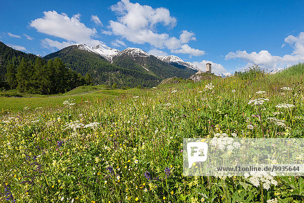 Blumenwiese Europa Palast Schloß Schlösser Ruine Wiese Kanton Graubünden Engadin Schweiz Unterengadin