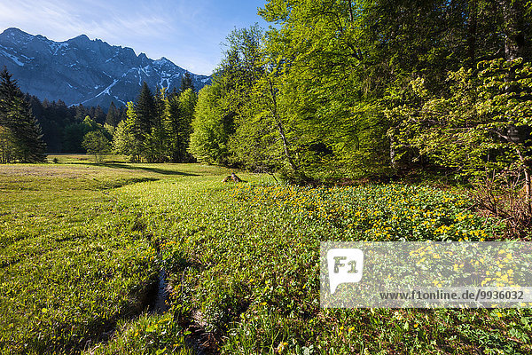 Sumpfdotterblume Caltha palustris Europa Berg Wald Holz Wiese Schweiz