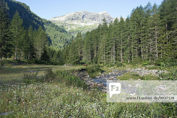 Europa Berg Wald Bach Holz Wiese Berggipfel Gipfel Spitze Spitzen Nadelwald Schweiz