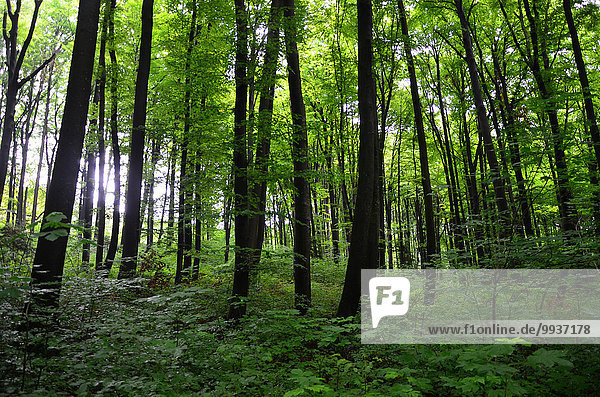 Europa Wald Holz blau Buche Buchen Ahorn Schweiz
