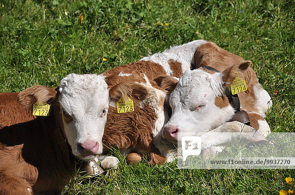 Switzerland  Europe  canton Bern  Bernese Oberland  calves  meadow  calf