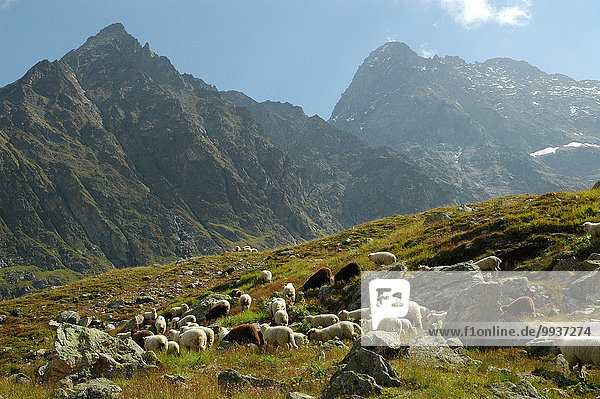Schafherde Europa Berg Schaf Ovis aries Kanton Graubünden Schweiz Vrin
