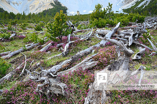 Nationalpark Europa Pflanze Heidekraut Erica herbacea Erica carnea Calluna vulgaris Kanton Graubünden Schweiz