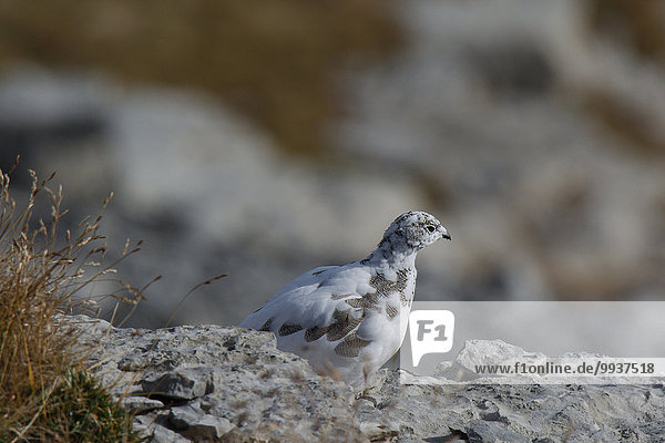 Switzerland  Europe  Churfirsten  animals  bird  rock ptarmigan  Lagopus muta  chicken  alps  autumn  white
